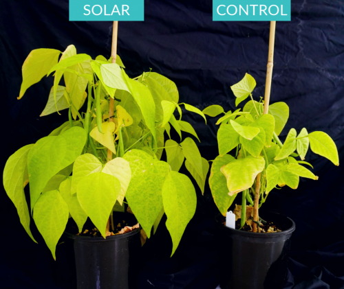 Plants thrive with ClearVue solar vision glass installed in the Murdoch University research greenhouse in Perth, Australia